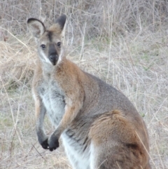 Notamacropus rufogriseus (Red-necked Wallaby) at Point Hut to Tharwa - 5 Dec 2018 by michaelb