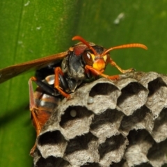 Polistes (Polistella) humilis (Common Paper Wasp) at Acton, ACT - 29 Nov 2018 by TimL