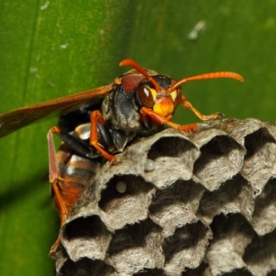 Polistes (Polistella) humilis (Common Paper Wasp) at ANBG - 29 Nov 2018 by TimL
