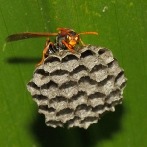 Polistes (Polistella) humilis at Acton, ACT - 30 Nov 2018 08:36 AM