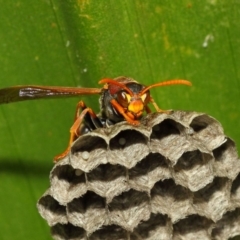 Polistes (Polistella) humilis at Acton, ACT - 30 Nov 2018