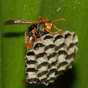 Polistes (Polistella) humilis at Acton, ACT - 30 Nov 2018 08:36 AM