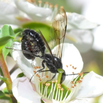 Tiphiidae (family) (Unidentified Smooth flower wasp) at Hackett, ACT - 18 Nov 2018 by TimL