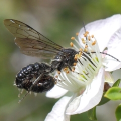 Tiphiidae (family) at Hackett, ACT - 19 Nov 2018