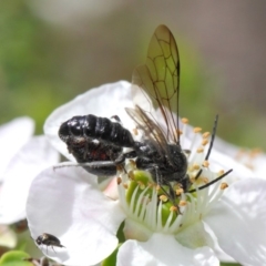 Tiphiidae (family) at Hackett, ACT - 19 Nov 2018 10:35 AM