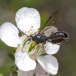 Tiphiidae (family) at Hackett, ACT - 19 Nov 2018 10:35 AM