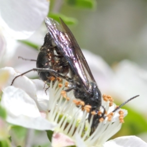 Tiphiidae (family) at Hackett, ACT - 19 Nov 2018 10:35 AM