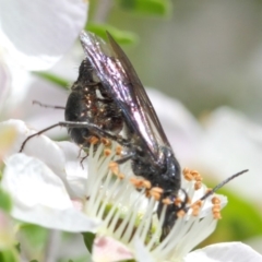 Tiphiidae (family) at Hackett, ACT - 19 Nov 2018