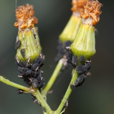 Aphididae (family) (Unidentified aphid) at ANBG - 29 Nov 2018 by TimL