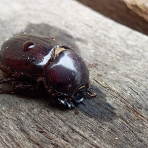 Scarabaeidae (family) at Bawley Point, NSW - 5 Dec 2018