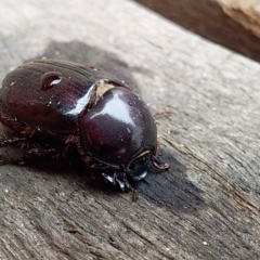Scarabaeidae sp. (family) (Scarab beetle, curl grub) at Bawley Point, NSW - 5 Dec 2018 by GLemann