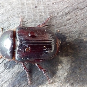 Scarabaeidae (family) at Bawley Point, NSW - 5 Dec 2018 12:03 PM