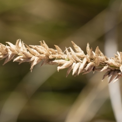 Carex appressa (Tall Sedge) at Michelago, NSW - 3 Dec 2018 by Illilanga