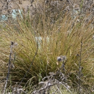 Carex appressa at Illilanga & Baroona - 3 Dec 2018