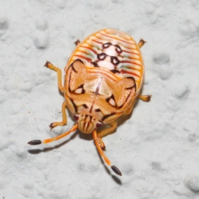 Acanthosomatidae (family) (Unidentified Acanthosomatid shield bug) at Hackett, ACT - 29 Nov 2018 by TimL