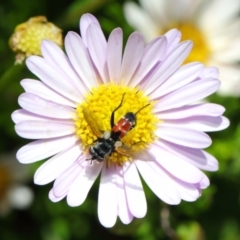 Tachinidae (family) (Unidentified Bristle fly) at ANBG - 30 Nov 2018 by TimL