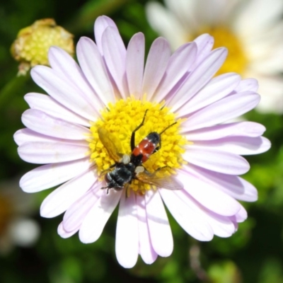 Tachinidae (family) (Unidentified Bristle fly) at ANBG - 30 Nov 2018 by TimL