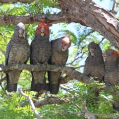 Callocephalon fimbriatum (Gang-gang Cockatoo) at Hackett, ACT - 3 Dec 2018 by petersan