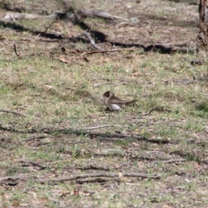 Cracticus torquatus at Hackett, ACT - 4 Dec 2018