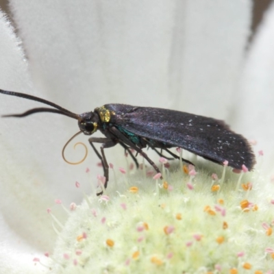 Pollanisus subdolosa or other (A Forester moth) at ANBG - 30 Nov 2018 by TimL