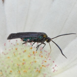 Pollanisus subdolosa or other at Hackett, ACT - 30 Nov 2018