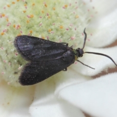 Pollanisus subdolosa or other at Hackett, ACT - 30 Nov 2018