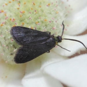 Pollanisus subdolosa or other at Hackett, ACT - 30 Nov 2018 01:26 PM