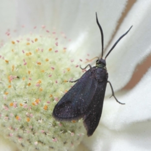 Pollanisus subdolosa or other at Hackett, ACT - 30 Nov 2018