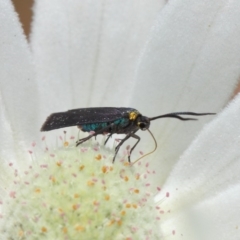 Pollanisus subdolosa or other at Hackett, ACT - 30 Nov 2018 01:26 PM