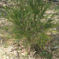 Melaleuca parvistaminea (Small-flowered Honey-myrtle) at Hackett, ACT - 6 Dec 2018 by Kym