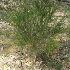 Unidentified Plant (TBC) at Hackett, ACT - 5 Dec 2018 by Kym