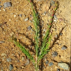 Melaleuca parvistaminea at Hackett, ACT - 6 Dec 2018 10:06 AM