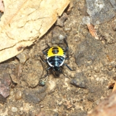 Commius elegans at Acton, ACT - 30 Nov 2018