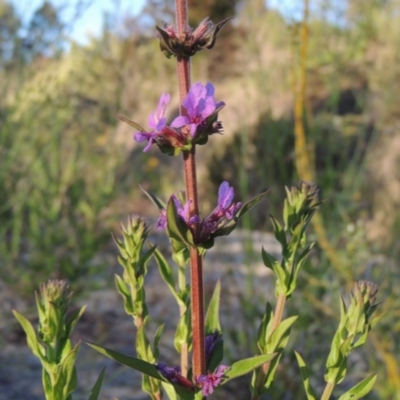 Lythrum salicaria (Purple Loosestrife) at Tharwa, ACT - 1 Dec 2018 by MichaelBedingfield