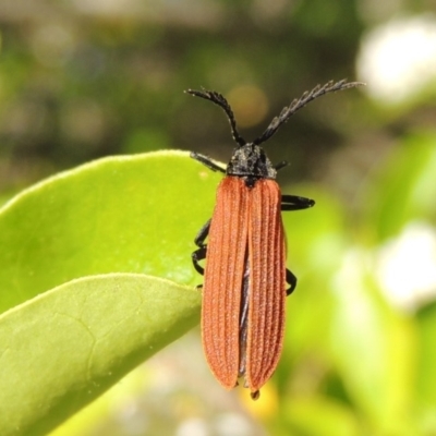 Porrostoma rhipidium (Long-nosed Lycid (Net-winged) beetle) at Gigerline Nature Reserve - 1 Dec 2018 by michaelb