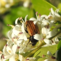 Phyllotocus rufipennis (Nectar scarab) at Gigerline Nature Reserve - 1 Dec 2018 by michaelb