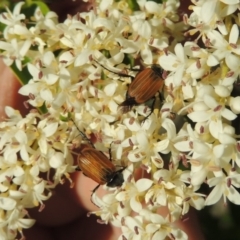 Phyllotocus rufipennis at Tennent, ACT - 1 Dec 2018