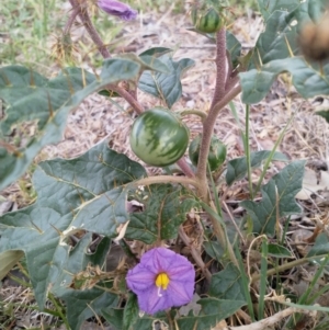 Solanum cinereum at Googong, NSW - 5 Dec 2018 03:59 PM