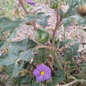 Solanum cinereum at Googong, NSW - 5 Dec 2018