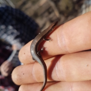 Lampropholis delicata at Wamboin, NSW - 26 Oct 2018 12:00 AM