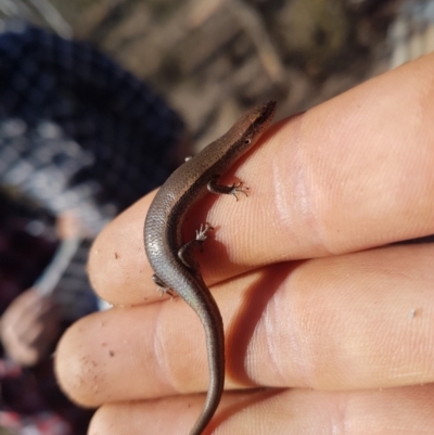 Lampropholis delicata (Delicate Skink) at Wamboin, NSW - 26 Oct 2018 by jamiebarney