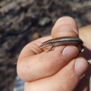 Lampropholis delicata at Wamboin, NSW - 26 Oct 2018 12:00 AM