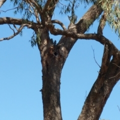 Callocephalon fimbriatum (Gang-gang Cockatoo) at Hackett, ACT - 6 Dec 2018 by Kym