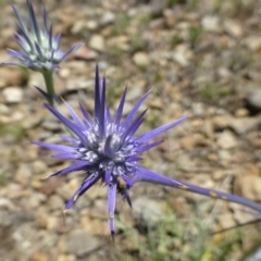 Eryngium ovinum (Blue Devil) at Dunlop, ACT - 6 Dec 2018 by RWPurdie