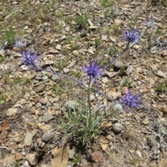 Eryngium ovinum at Dunlop, ACT - 6 Dec 2018 12:00 AM