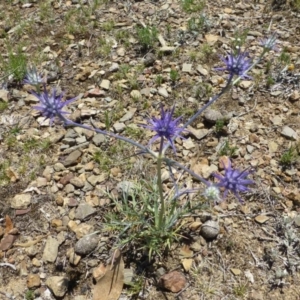 Eryngium ovinum at Dunlop, ACT - 6 Dec 2018 12:00 AM