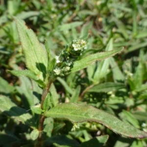 Persicaria prostrata at Undefined, ACT - 6 Dec 2018