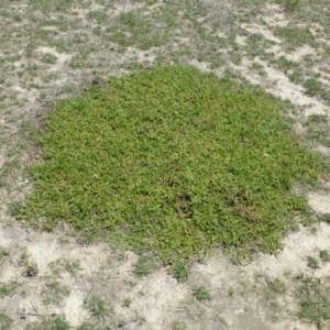 Persicaria prostrata at Undefined, ACT - 6 Dec 2018