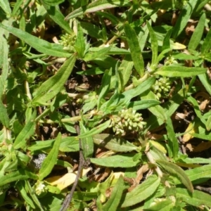 Persicaria prostrata at Undefined, ACT - 6 Dec 2018 12:00 AM