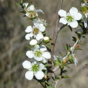 Leptospermum continentale at Hackett, ACT - 6 Dec 2018